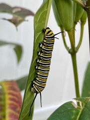 Monarch butterfly caterpillar on a leaf