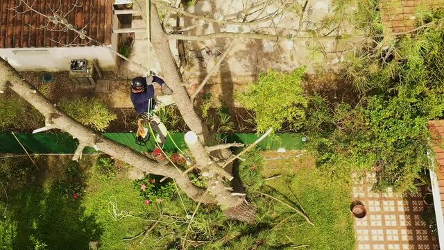Professional arborist working on a pine tree with all the necessary security measures, tree worker climbing recorded with a drone 