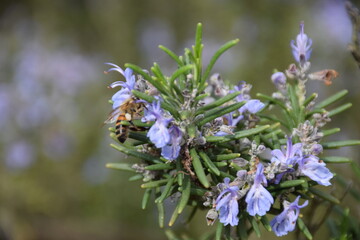 Bee on lavender