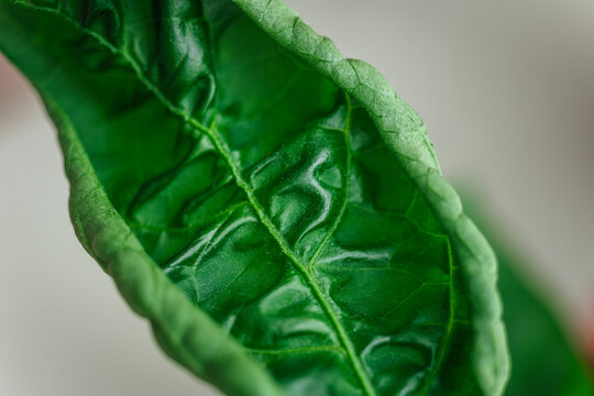 Close-up Of Fresh Green Pepper Plant Leaf Piri Piri