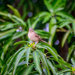 Fototapeta premium bird on the tree