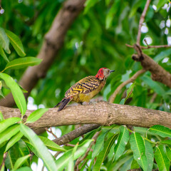 woodpecker on a branch