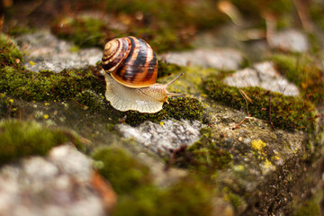 Close up snail on green moss among pebbles. Nature animals concept with copy space outdoor on daylight shot
