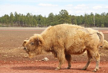 Rare white bison