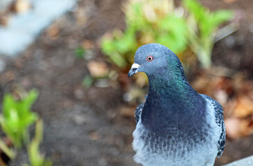Blue domestic pigeon