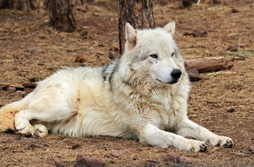 Obraz premium Alaskan tundra wolf laying on the ground