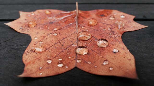 Close-up Of Raindrops On Maple Leaf