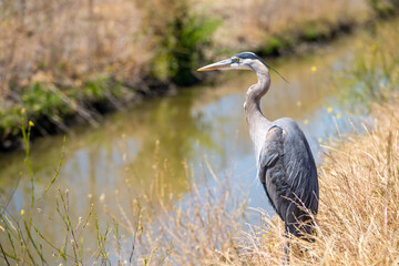 Great blue heron (Ardea cinerea) stands near the creek and hunts. 