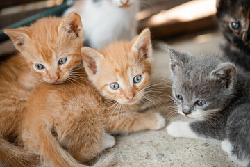 Fototapeta na wymiar kittens. Animal. Fun. Funny photo. Kittens