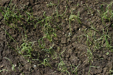 Onion cultivation in the vegetable garden. Sowing and germination. 