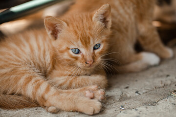 Fototapeta na wymiar Small brown kitten. Animal. Cat. Portrait. 