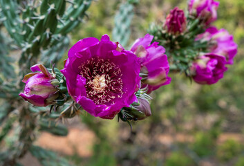 Naklejka premium Closeup view of a purple Tree Cholla flower in New Mexico USA