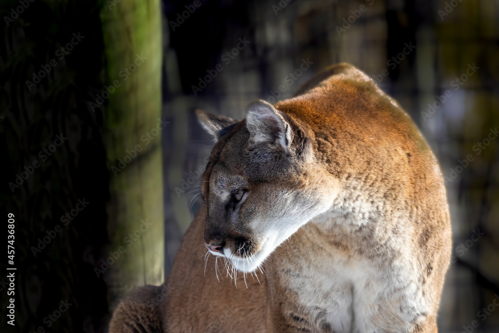 Sticker The cougar (Puma concolor),native American animal known as catamount, mountain lion, painter, panther and puma.