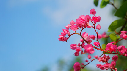 Pink flowers on a blue sky background. Mexican creeper