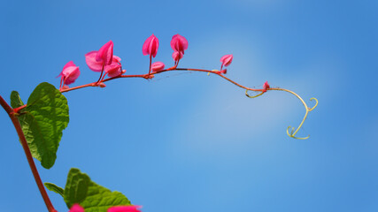 Pink flowers on a blue sky background. Mexican creeper