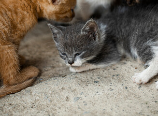 Obraz premium Kitten. Cat. Funny. Animal. Photo. 