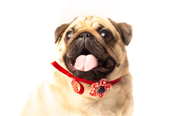 Obraz premium Dog Pug studio sesion white background puppy pet