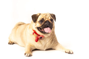 Dog Pug studio sesion white background puppy pet