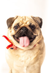Obraz premium Dog Pug studio sesion white background puppy pet