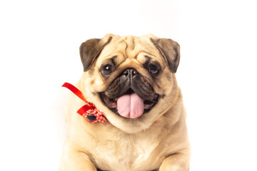 Dog Pug studio sesion white background puppy pet