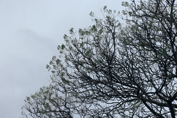 tree branches against grey sky