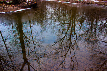 reflection of trees in water