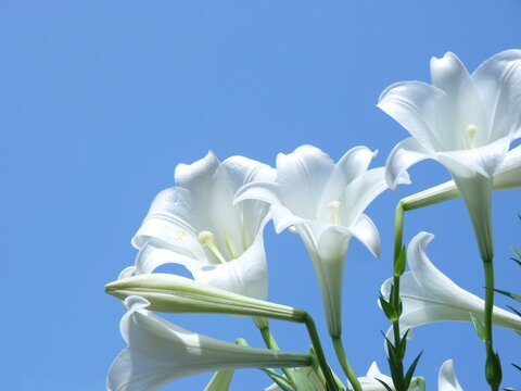 Close-up Of White Flowering Plants Against Blue Sky