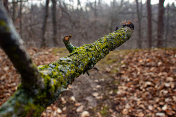 moss on tree