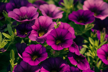 pink and purple flowers