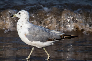 seagull on the beach