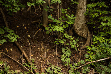 tree in the forest