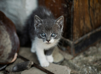 Obraz premium gray cat 