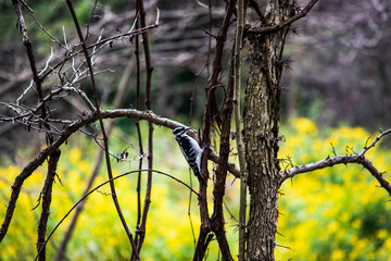 woodpecker on tree