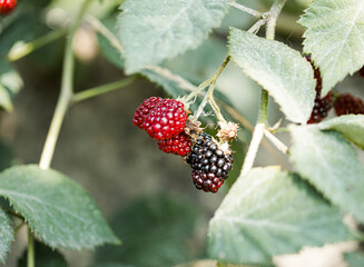 wild strawberry on a branch