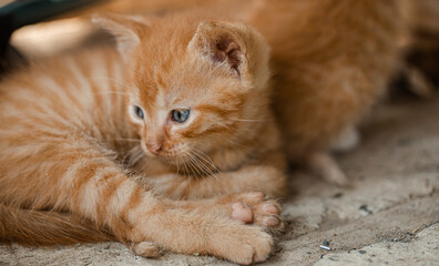 cat sleeping