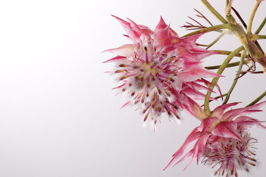 95 件の最適な セルリアの花 画像 ストック写真 ベクター Adobe Stock