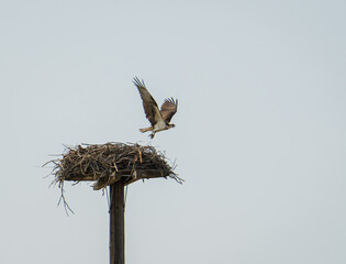 osprey leaving her nest 
