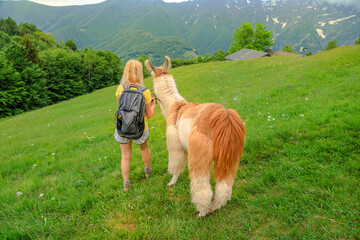 Woman trekking with llama alpaca on top of Comino mount in Switzerland. Centovalli location in...