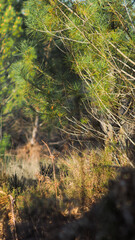 Paysage forestier des Landes de Gascogne, une après-midi printanière