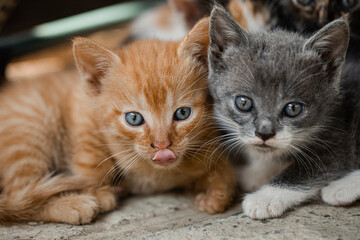 portrait of a cat. Funny cat. Kitten.