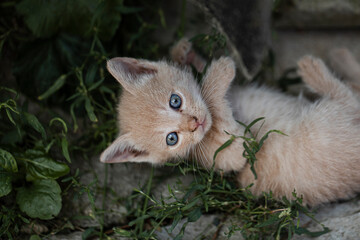 Kitten. Cat. Animal. 