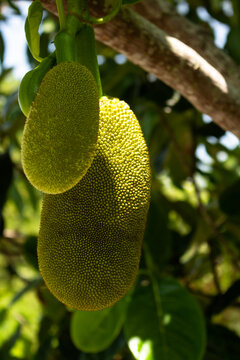 Tropical Fruit Typical Of Brazil With A Sweet Taste And An Unpleasant Smell.