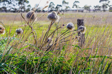grasses and weeds alongside fence to field