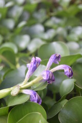 purple orchid flower