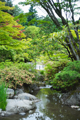 Stream in the green forest