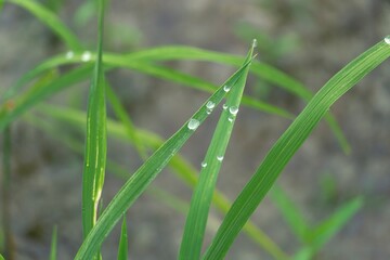 selective focused of wet green rice  leaves in garden, water droplet or dew on grass