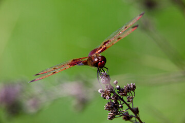 A ruby meadowhawk dragonfly perched along the shoreline of a lake in a provincial park.