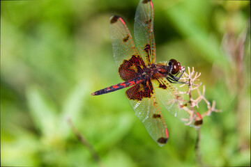 A ruby meadowhawk dragonfly perched along the shoreline of a lake in a provincial park.