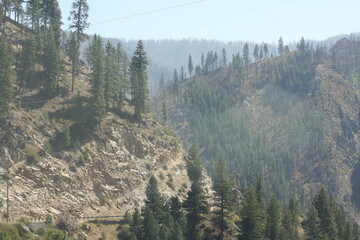 trees in the mountains