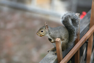 Portrait of a wild squirrel exploring a backyard of a house.